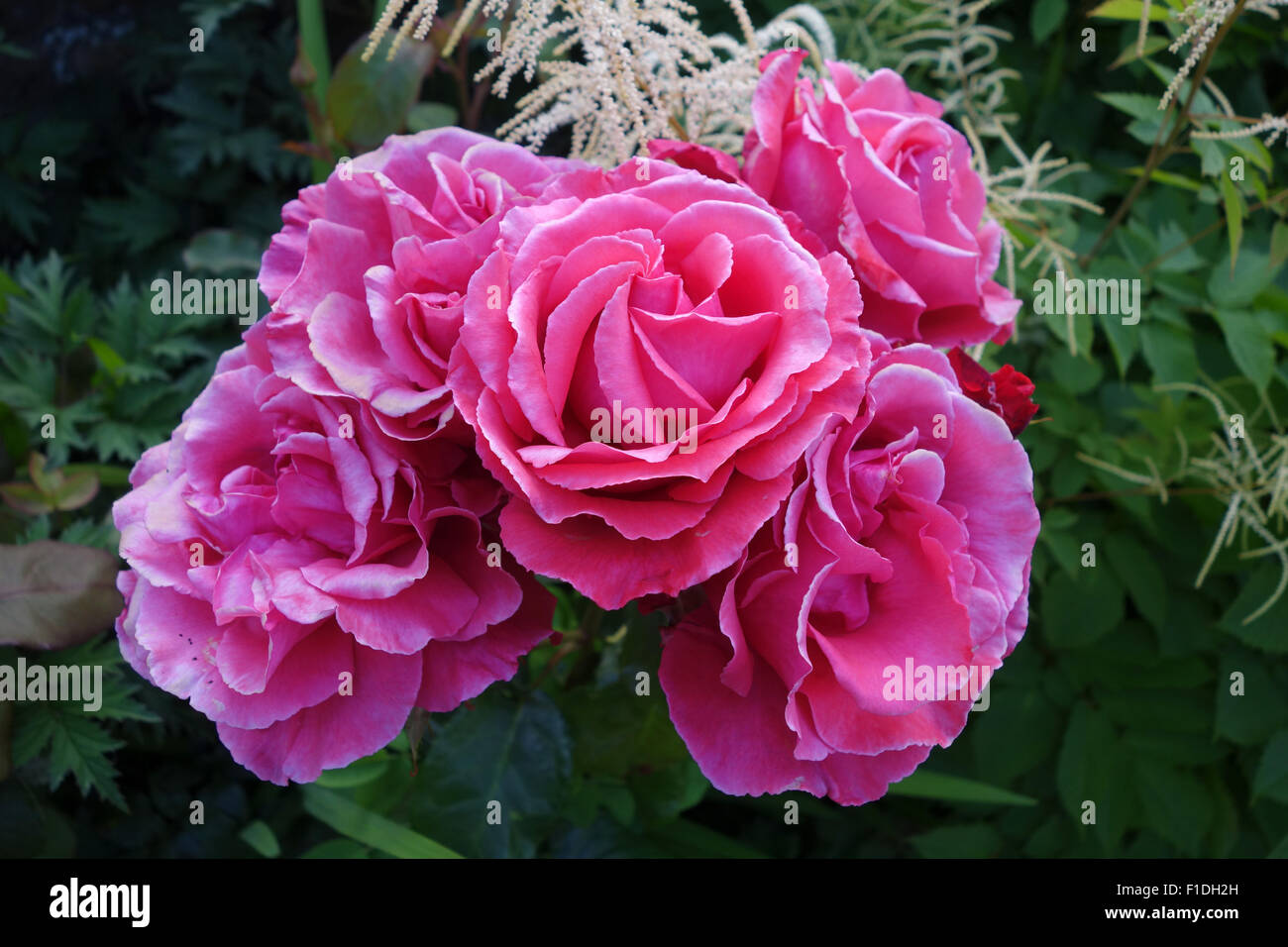 Rosa rose Rosen uk Stockfoto