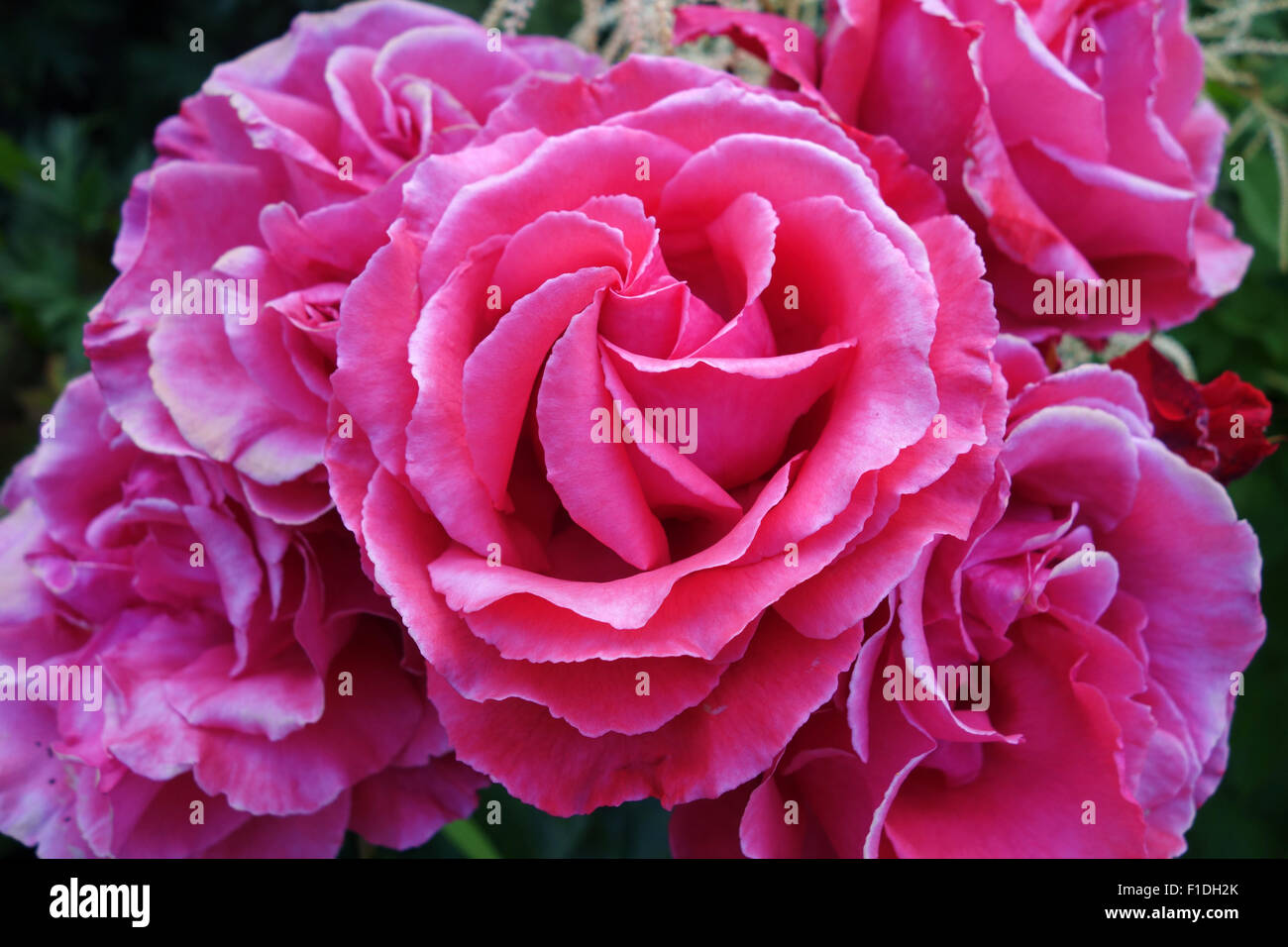 Rosa rose Rosen uk Stockfoto