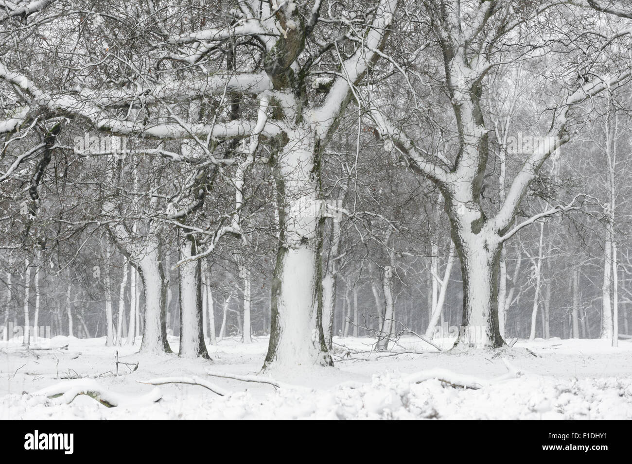 White Oak Bäume in einem Schneesturm, 27. Dezember 2014 auf der Veluwe, Niederlande Stockfoto