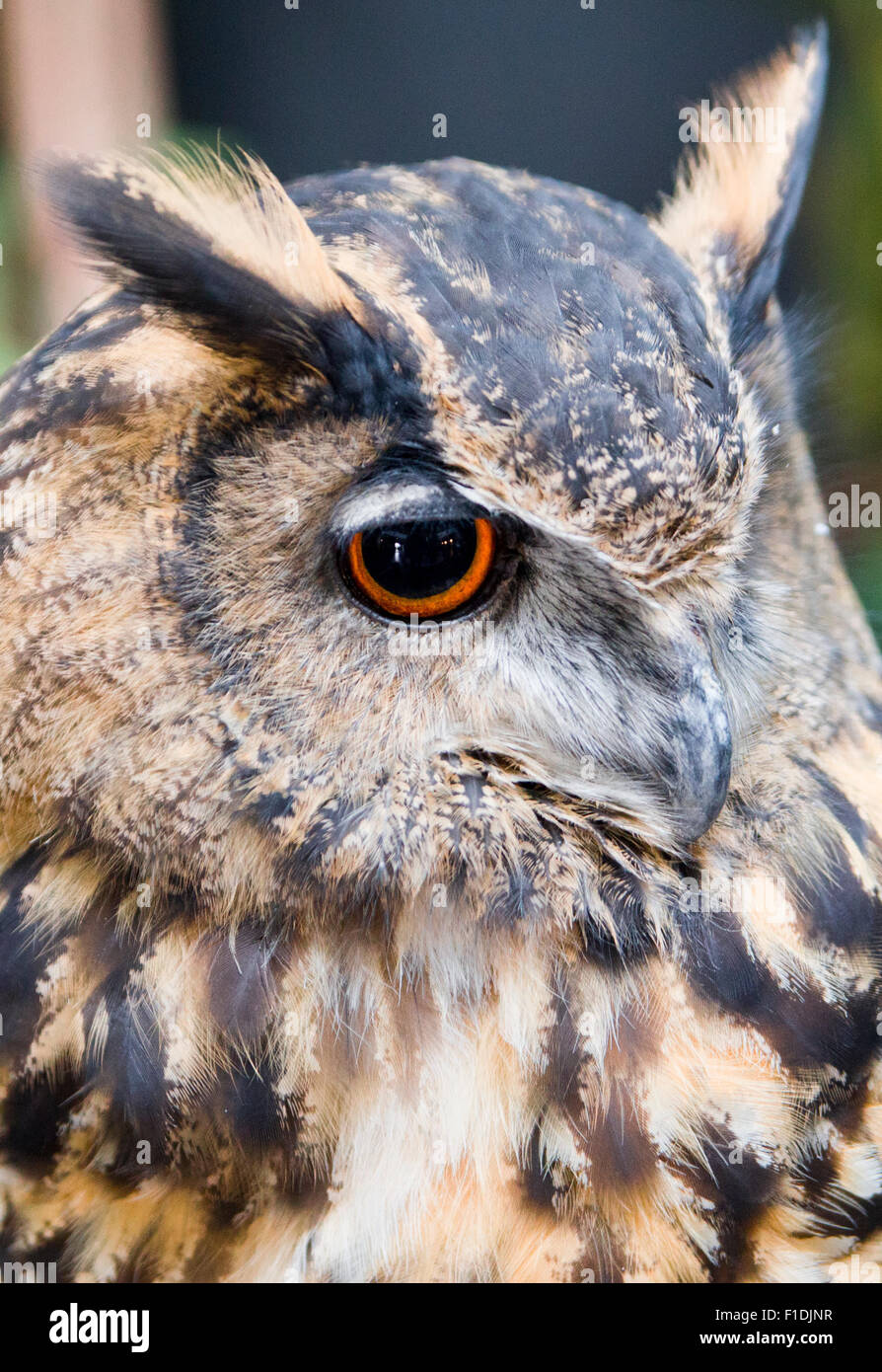 Nahaufnahme von einer Eule Gesicht, Auge mit einer orange Iris und einem großen Pupille zeigt. Stockfoto