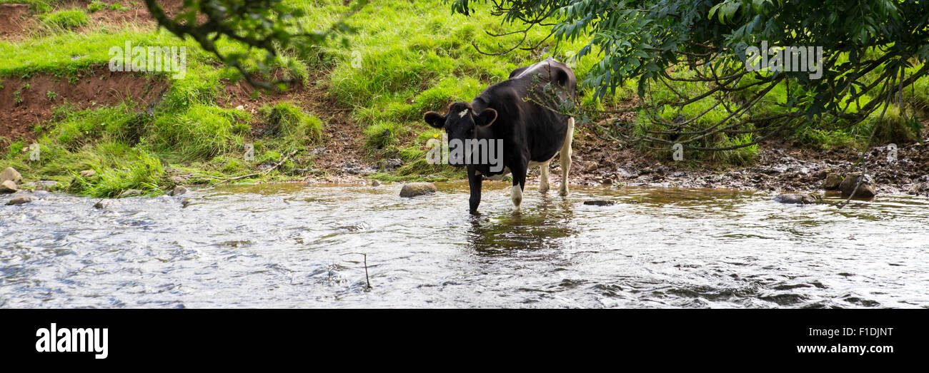 Eine schwarz-weiß-Milchkuh verlässt die Herde auf dem Gebiet und führt durch einen angrenzenden Stream um frisches Wasser zu trinken. Pan Stockfoto