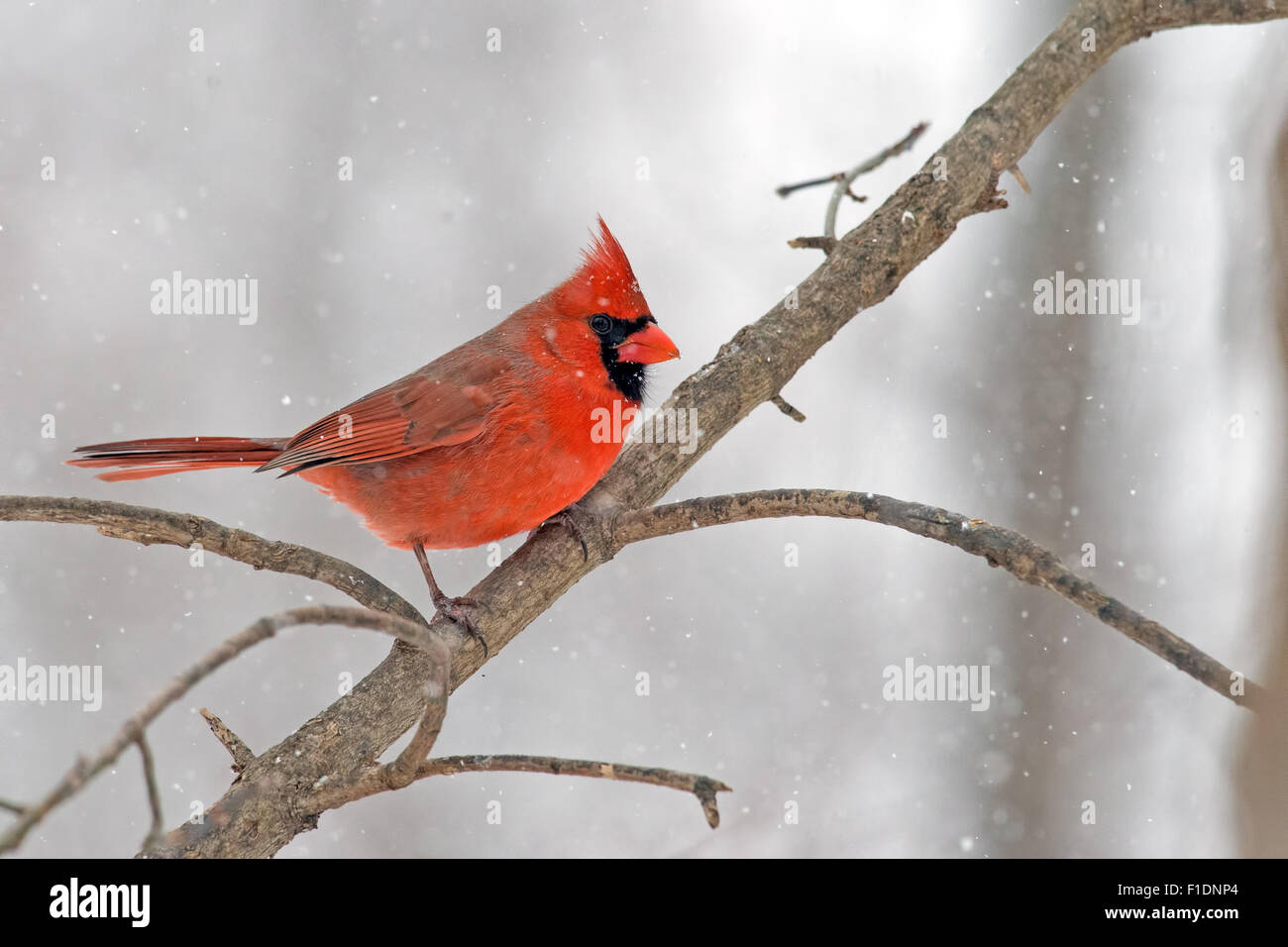 Männliche nördlichen Kardinal im Schnee. Stockfoto