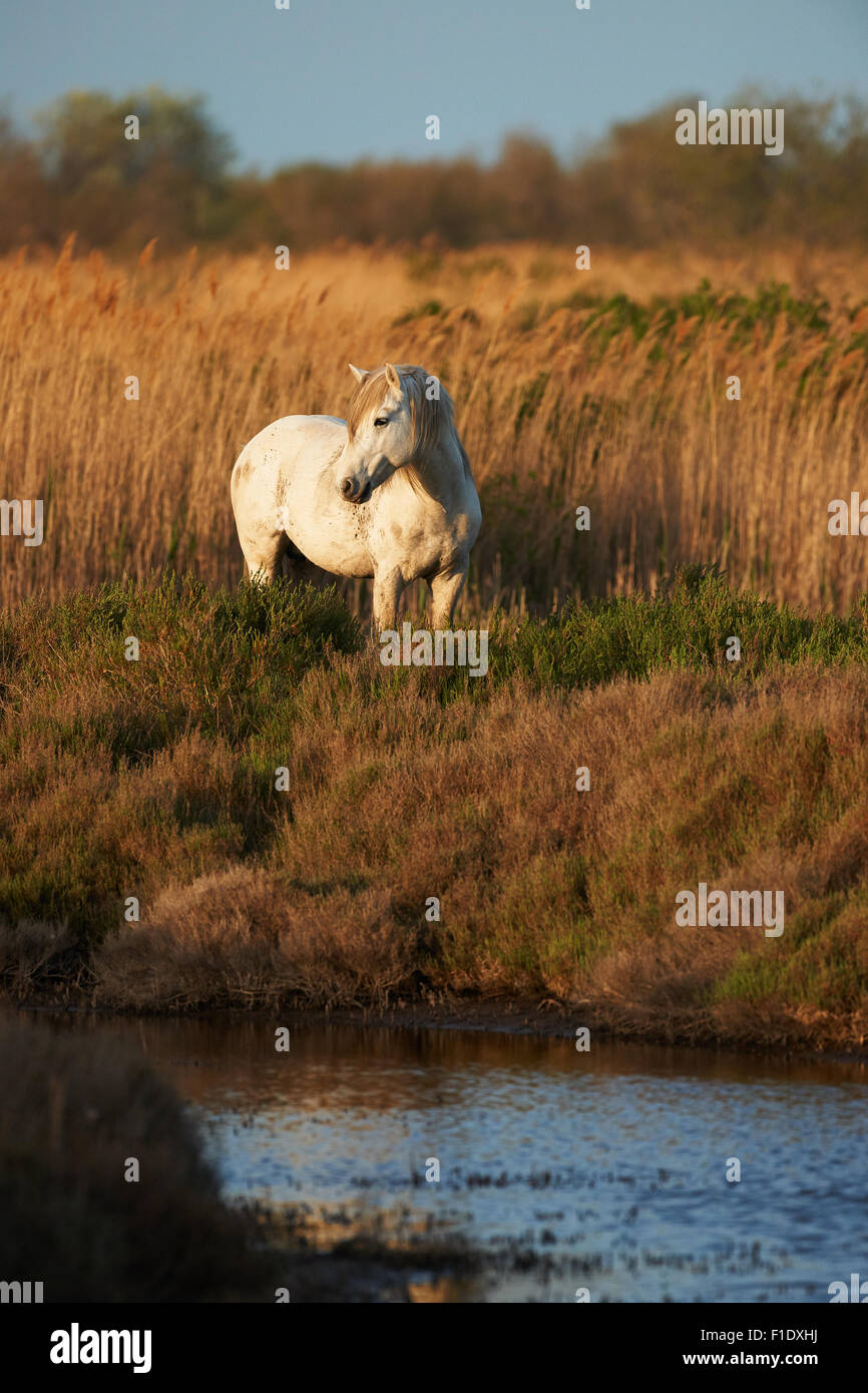 Weißes Pferd der Camargue frei in die Wiese nahe am Wasser, vertikal fotografiert Stockfoto
