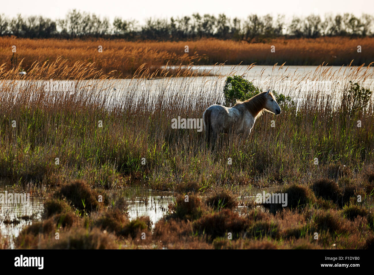 Weißes Pferd der Camargue frei in die Wiese bei Gegenlicht, fotografiert horizontal Stockfoto