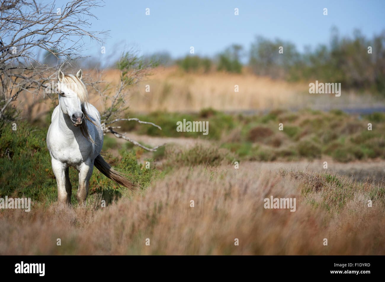 Weißes Pferd der Camargue frei in die Wiese horizontal fotografiert Stockfoto