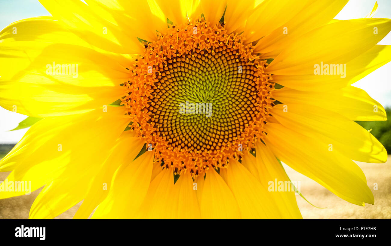 Großen blühenden Sonnenblumen als Hintergrund, Nahaufnahme Stockfoto