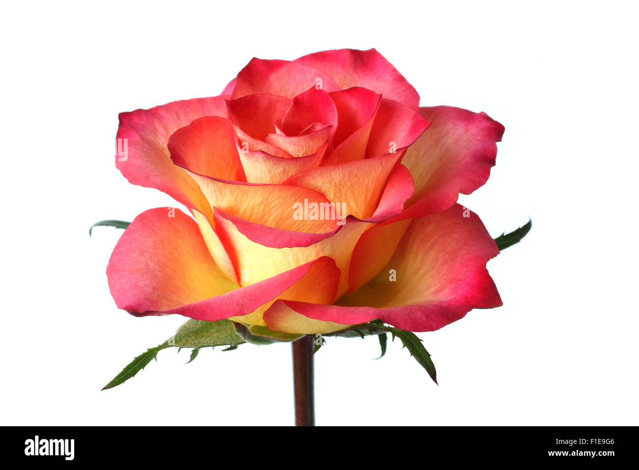 Gelbe Rose mit roten Ränder der Blütenblätter Stockfoto