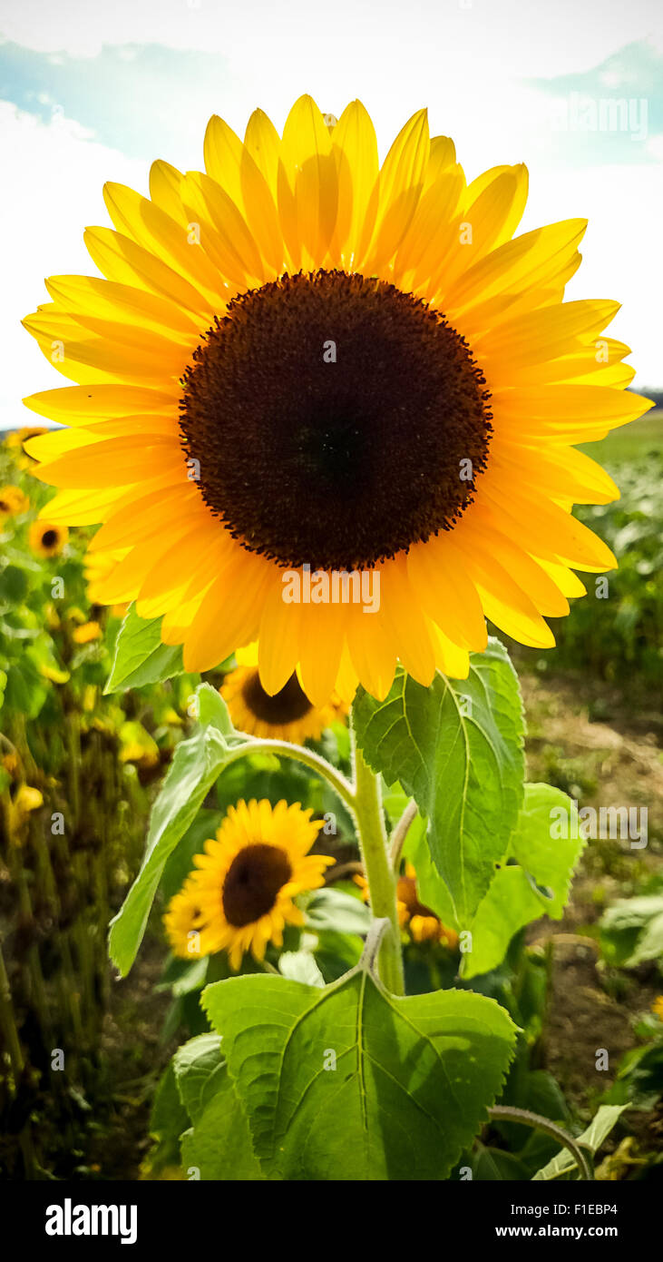 Großen blühenden Sonnenblumen auf Feld, Sonnenuntergang, vertikal Stockfoto