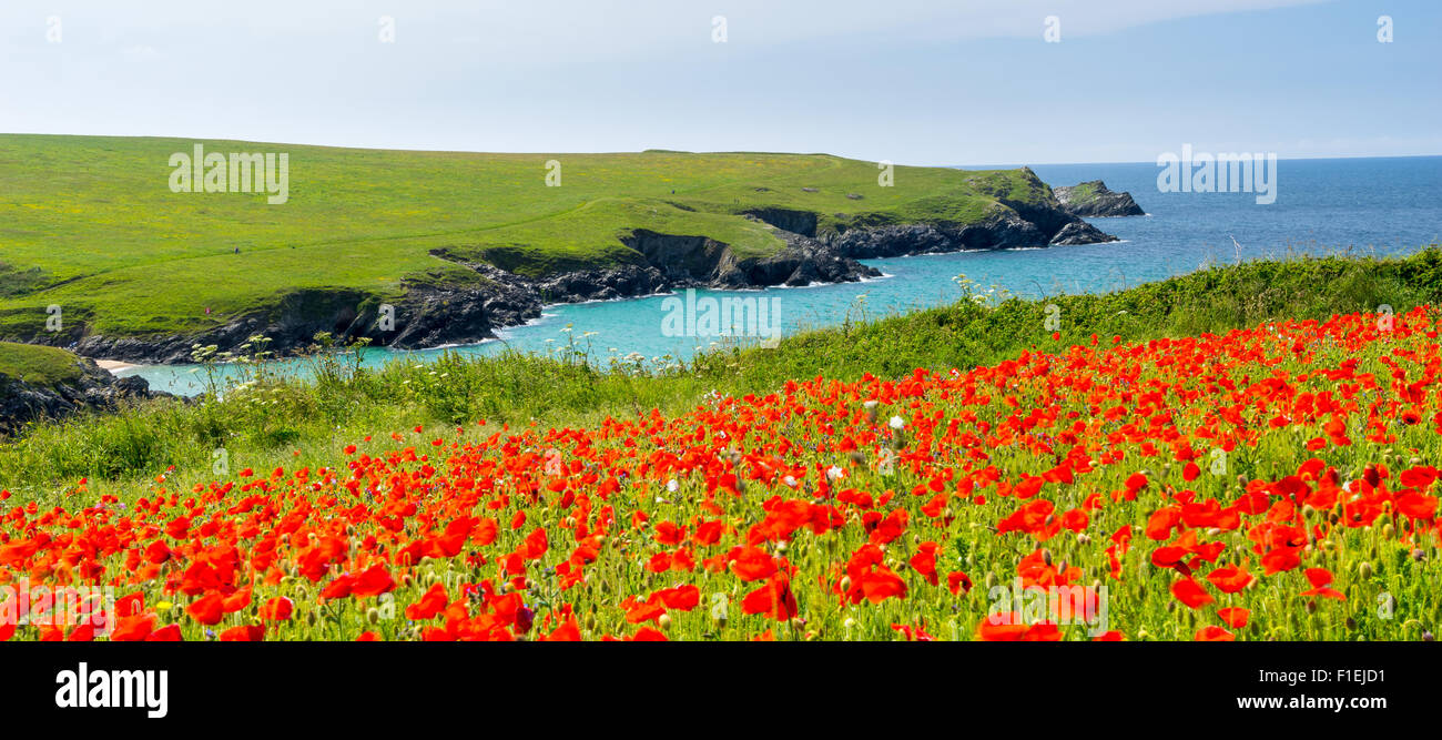 Bereich der Mohn und wilde Blumen über Porth Witz Strand in der Nähe von Newquay Cornwall England UK Europe Stockfoto