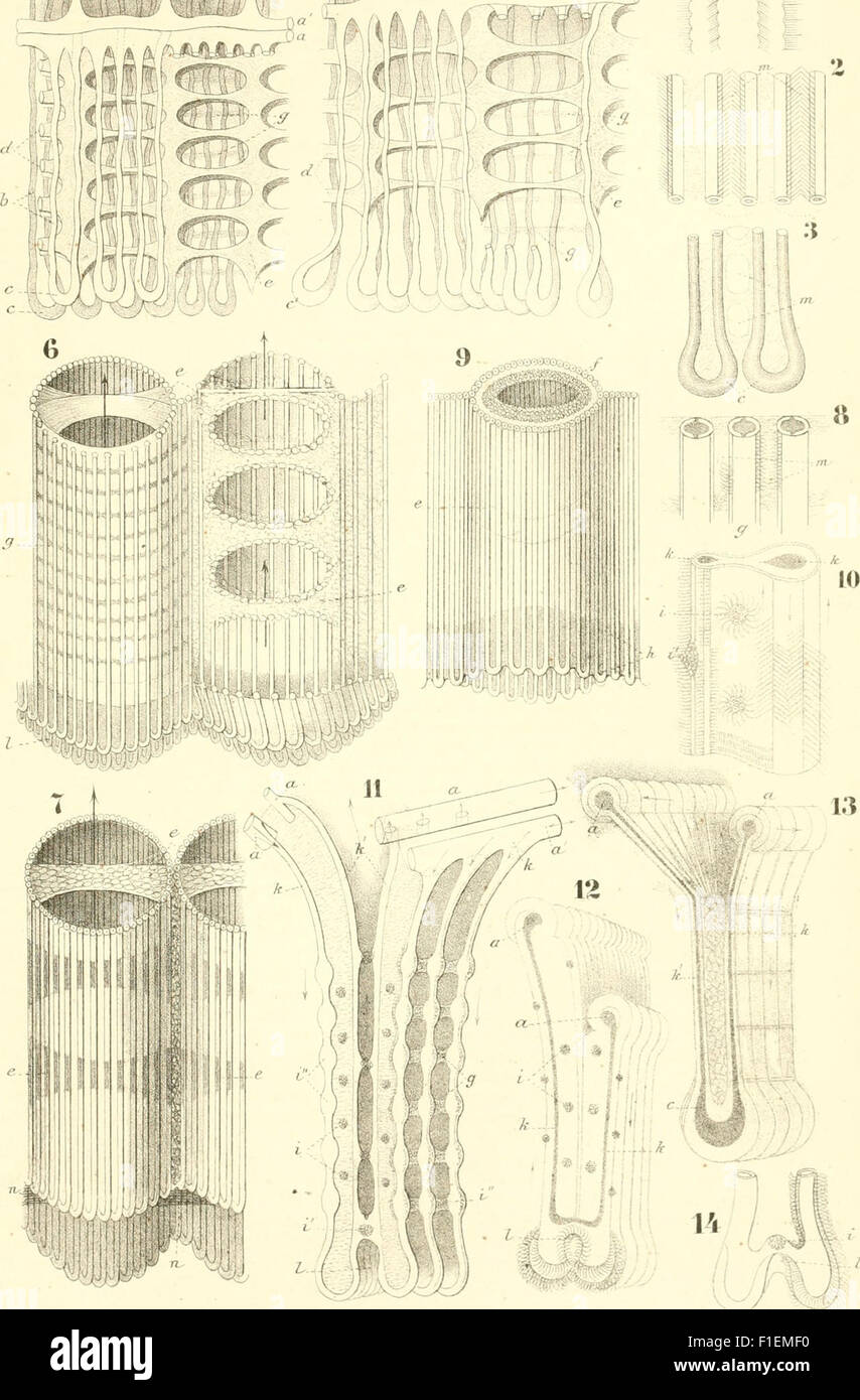 *Die Klassen und Ordnungen der Weichthiere* (Malacozoa) bietet eine systematische Untersuchung von Weichtieren, die Beschreibungen der verschiedenen Klassen und Ordnungen innerhalb des Phyls liefert. Die Arbeit umfasst Illustrationen von Arten aus verschiedenen Umgebungen und diskutiert deren biologische Klassifizierung. Stockfoto