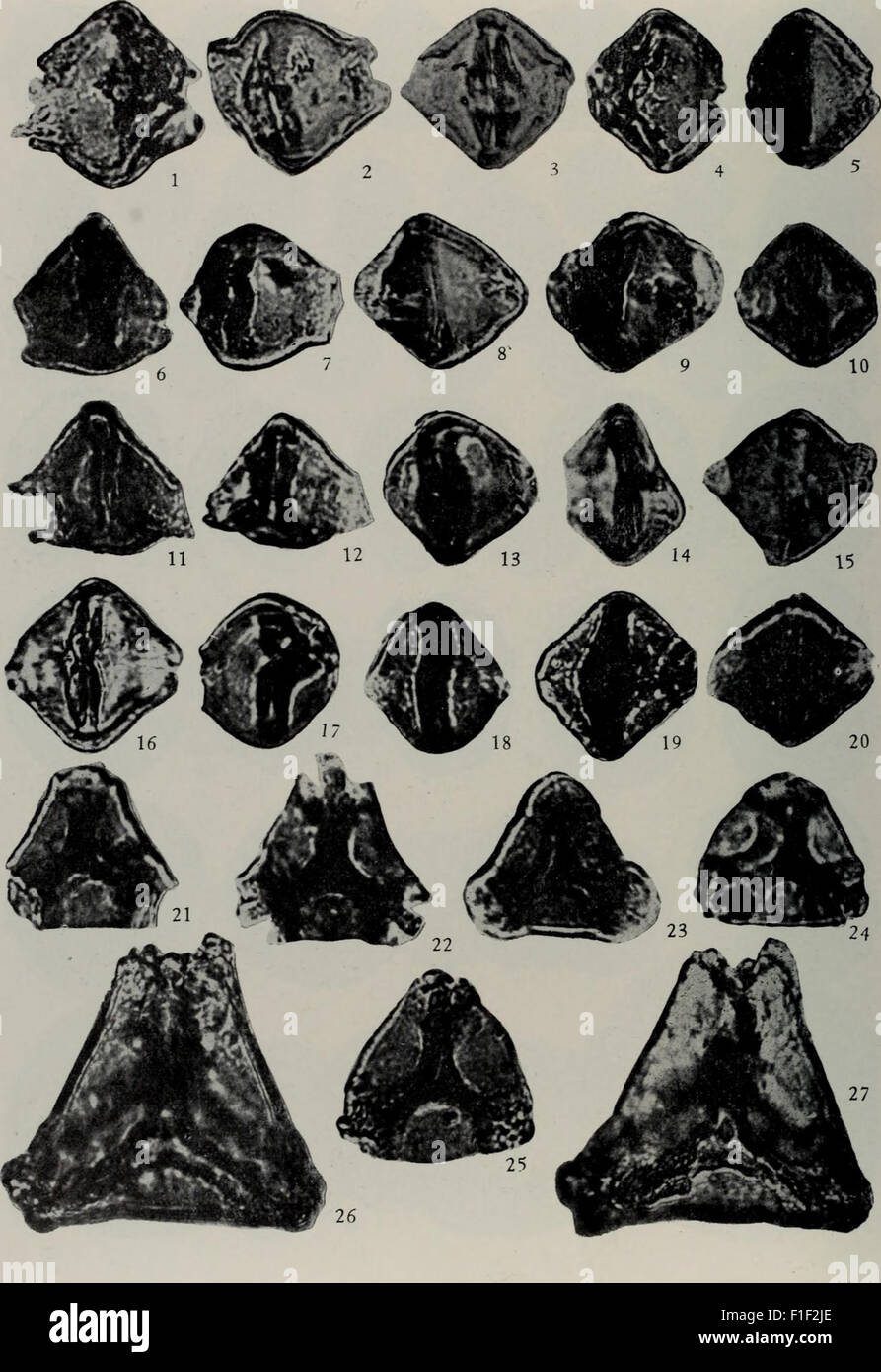 Diese chinesische Forschungsstudie aus dem Jahr 1985 konzentriert sich auf die Entwicklung neuer Methoden im Verpackungsdesign und legt den Schwerpunkt auf moderne Techniken und Innovationen. Die Studie umfasst grafische Darstellungen und Forschungsergebnisse, die für Verpackungstechnologien im heutigen China relevant sind. Stockfoto