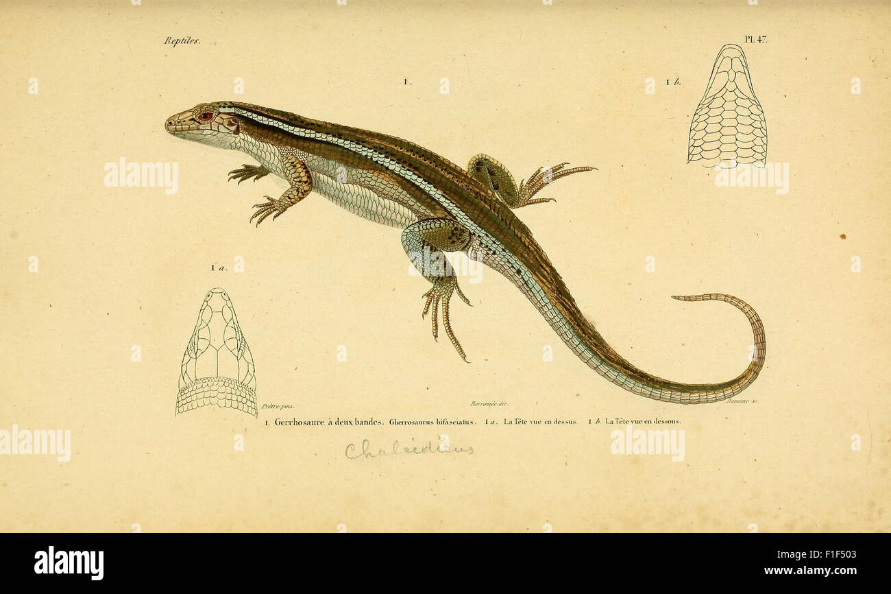 Erpétologie Générale, Ou, Histoire Naturelle Complète des Reptilien Stockfoto