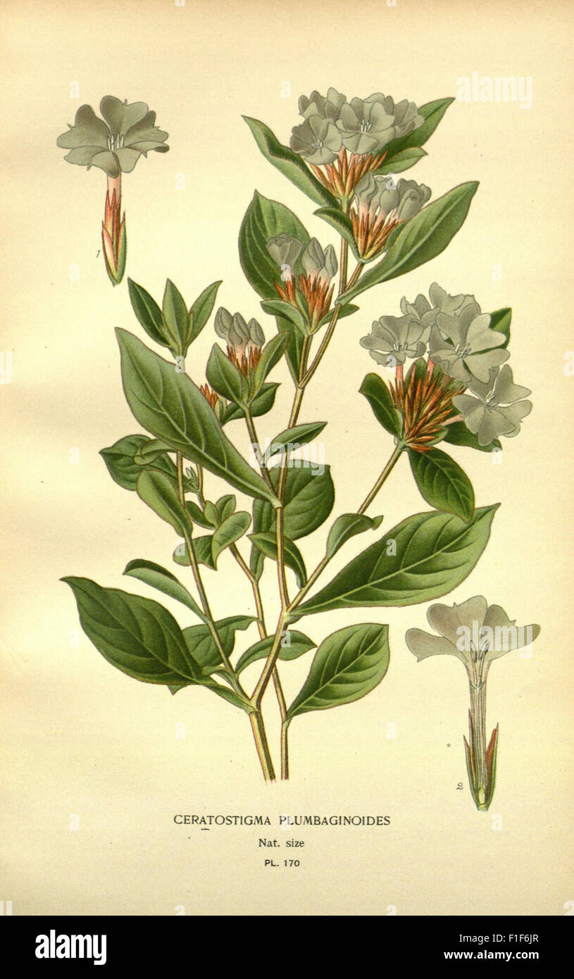 *Favorite Flowers of Garden and Greenhouse* ist ein Werk aus dem 19. Jahrhundert über Blumenzucht mit farbenfrohen Chromolithographien populärer Zierpflanzen, die in Gärten und Gewächshäusern, hauptsächlich in Frankreich, angebaut werden. Es hebt den Anbau und die Schönheit der Blumen hervor. Stockfoto