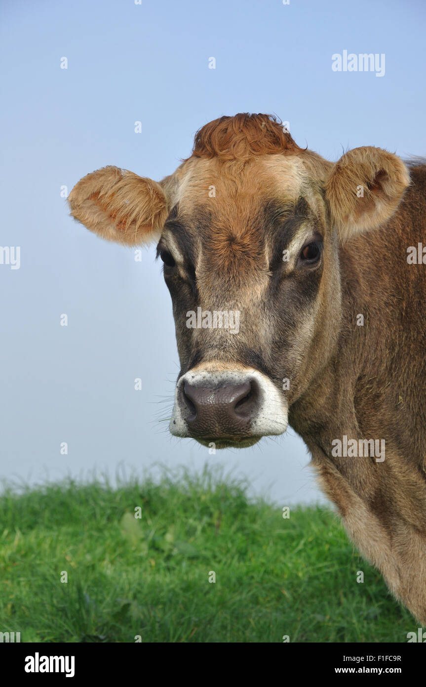 Jersey-Kuh auf der Weide auf einem Bauernhof Westküste, Neuseeland Stockfoto