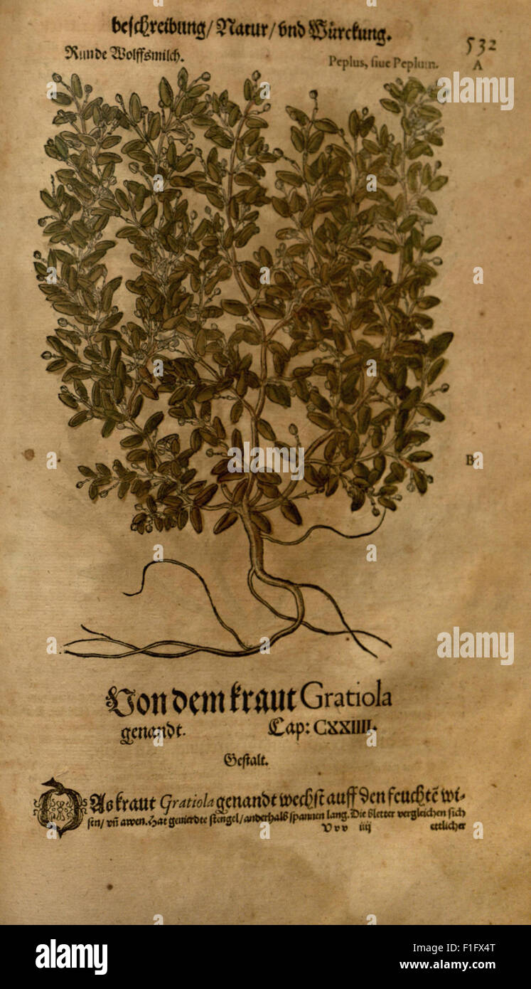 Das neue Kreterbuch ist eine botanische und medizinische Arbeit, die sich auf die Erforschung von Heilpflanzen konzentriert, einschließlich der Beschreibung von Pflanzen, die in der traditionellen Medizin verwendet werden. Es bezieht sich auf historische botanische Texte wie Dioscorides' 'de Materia Medica'. Stockfoto