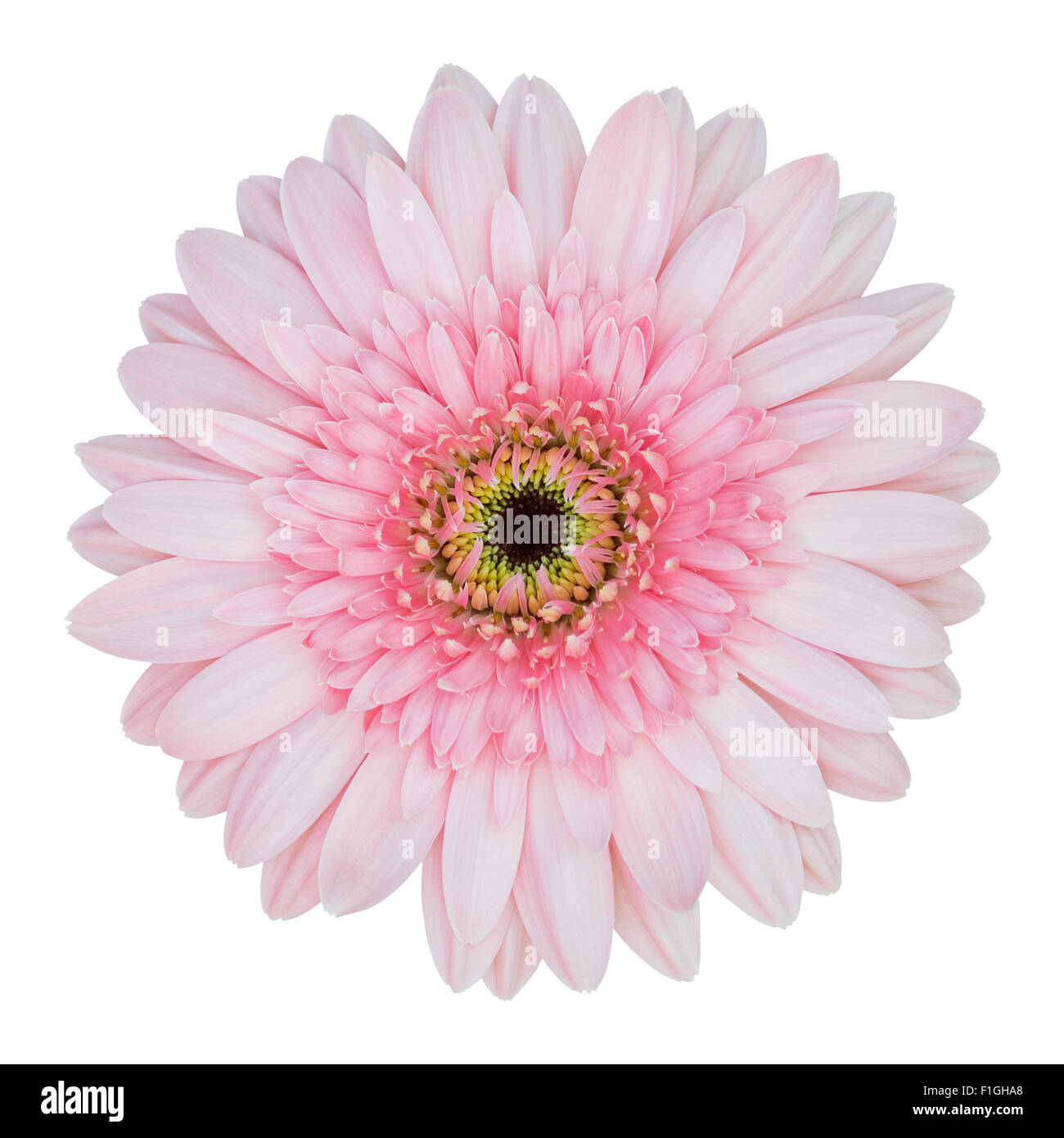 Rosa Gerbera Blume isoliert auf weiss mit Beschneidungspfad Stockfoto