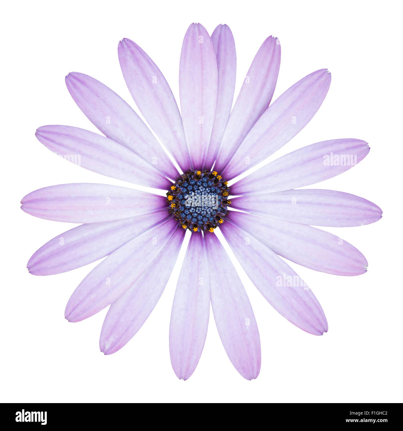 blaue Osteospermum Daisy Blume isoliert auf weiss mit Beschneidungspfad Stockfoto