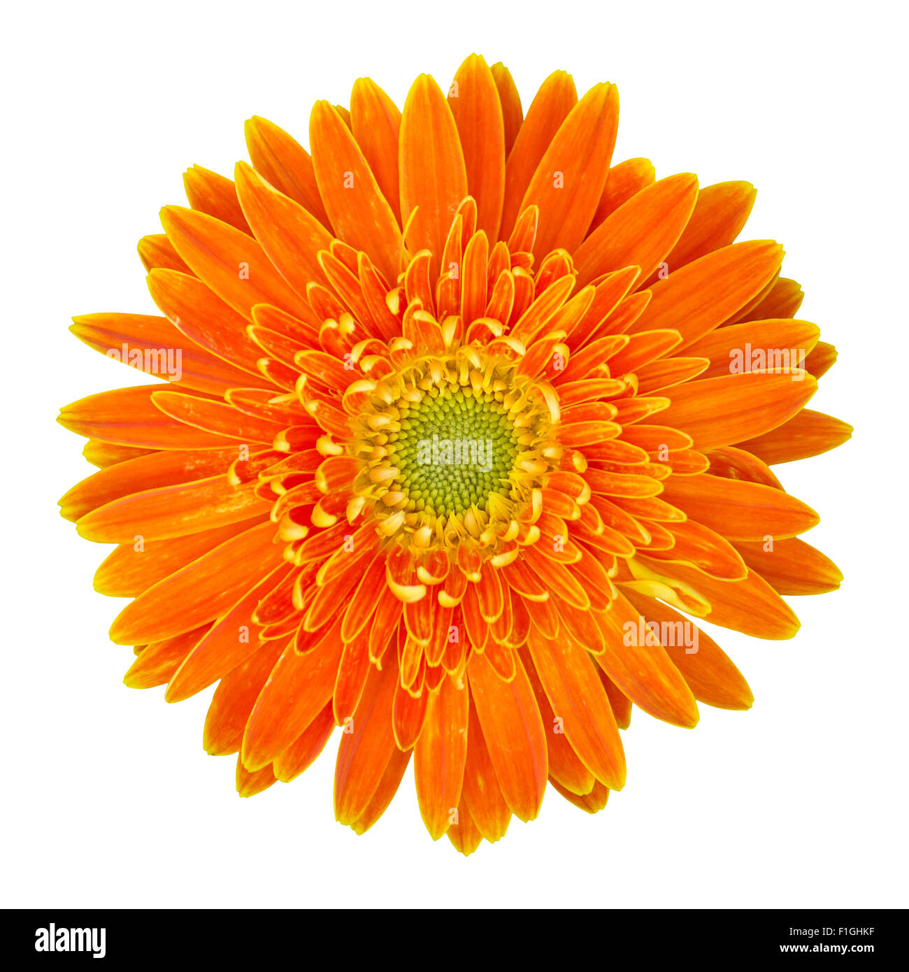 Orange Gerbera Blume isoliert auf weiss mit Beschneidungspfad Stockfoto