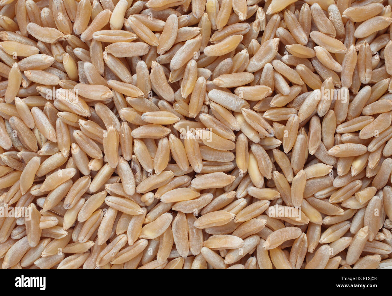 Khorasan Weizen, Kamut, eine Vielfalt an eine alte Urgetreide