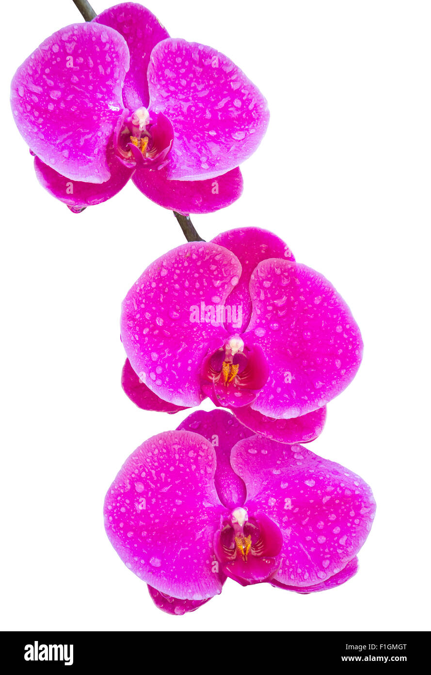 Rosa Phalaenopsis Orchidee Blume isoliert auf weiss mit Beschneidungspfad Stockfoto