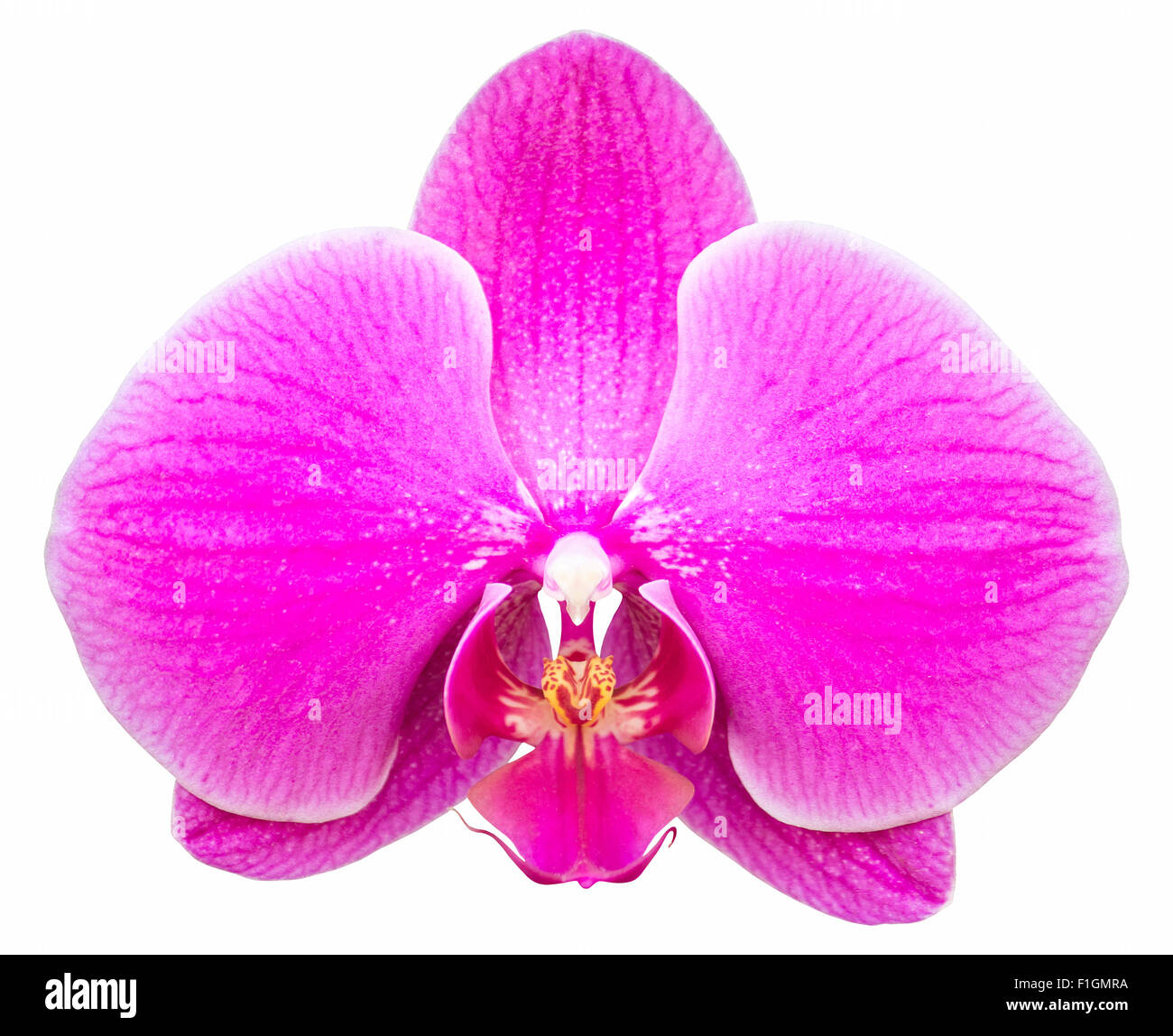 Rosa Phalaenopsis Orchidee Blume isoliert auf weiss mit Beschneidungspfad Stockfoto