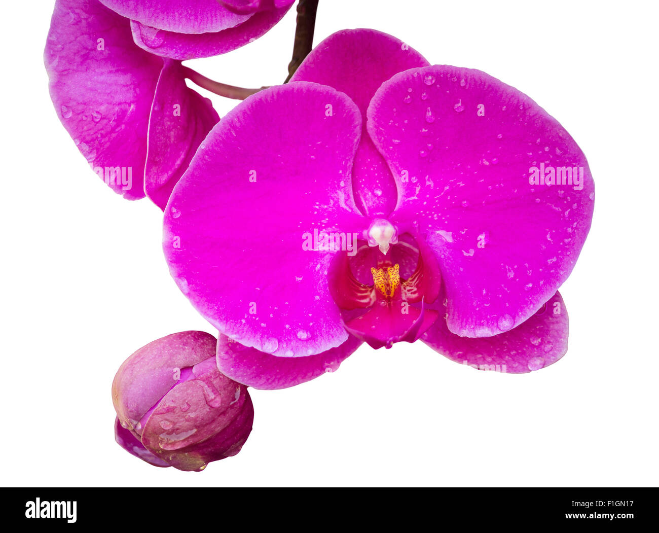 Rosa Phalaenopsis Orchidee Blume isoliert auf weiss mit Beschneidungspfad Stockfoto