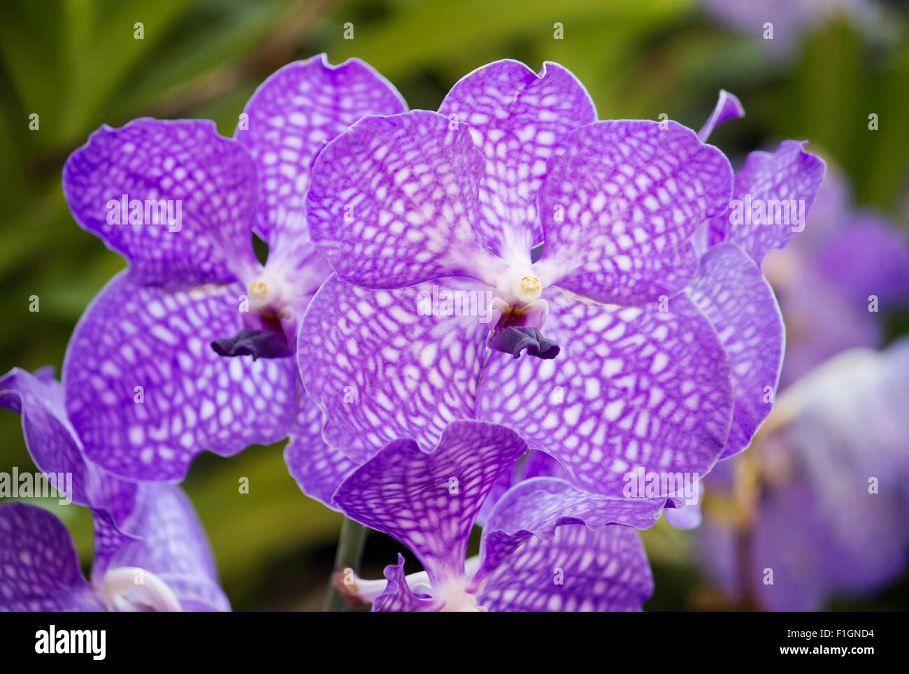 Lila vanda orchideenpflanze Fotos und Bildmaterial in hoher Auflösung