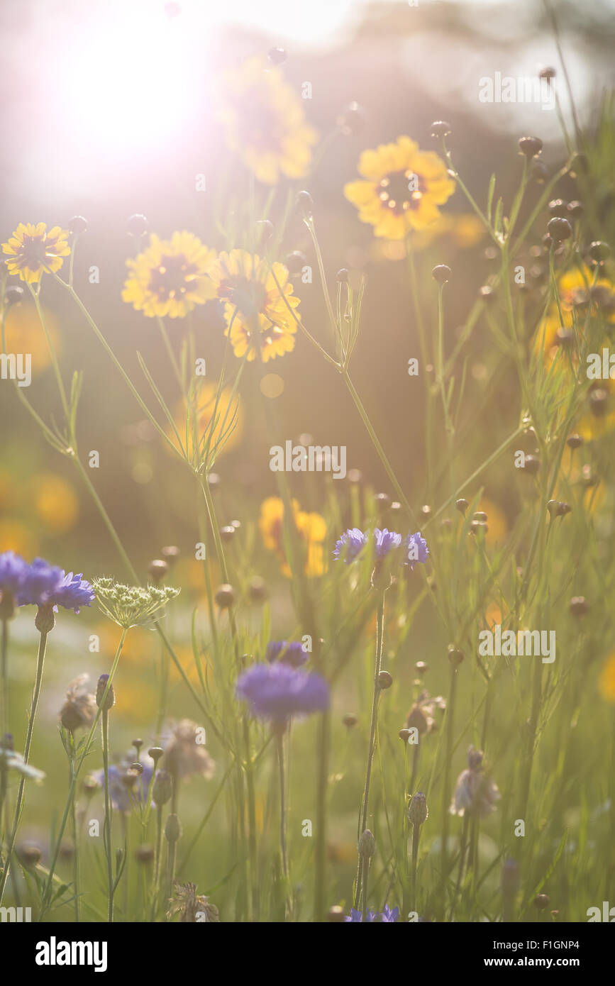 Instagram Filter Effekt Blume Bild von strahlendem Sonnenschein Stockfoto