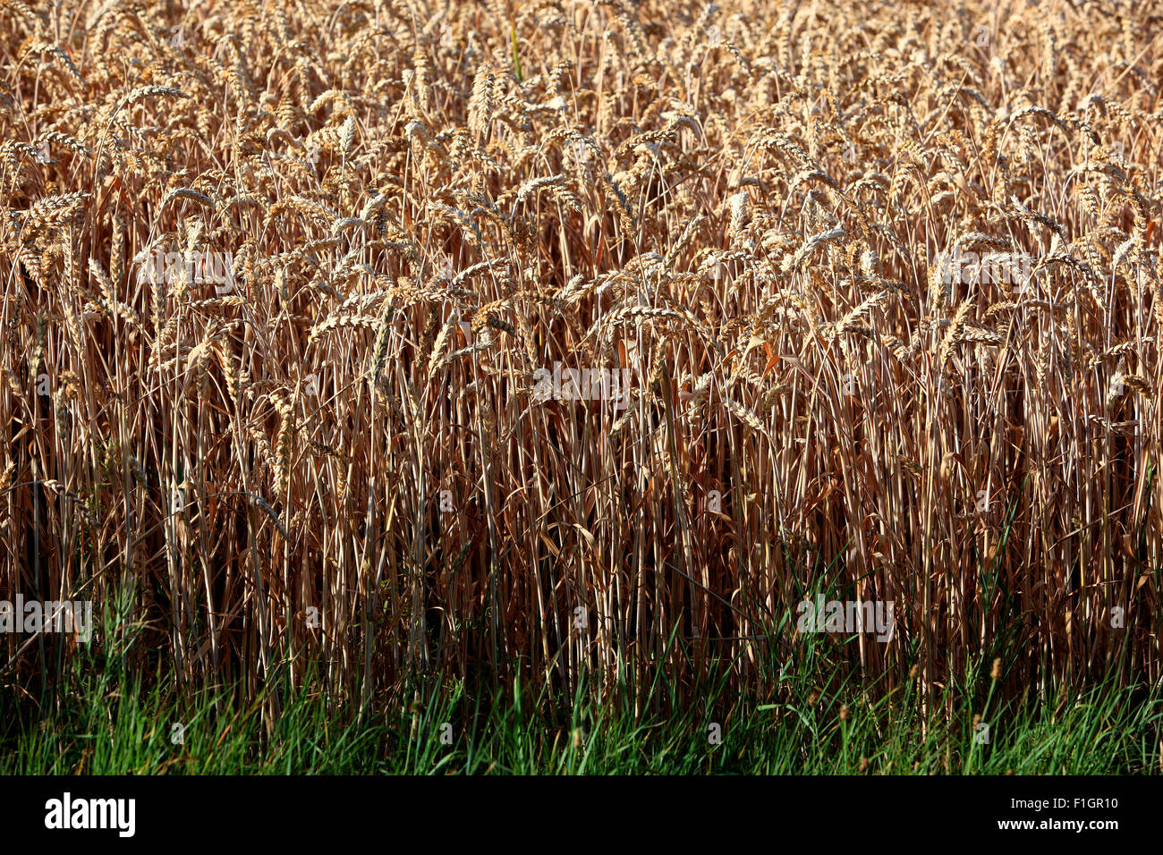 Reifen Getreidefeld im Sommer, Getreide, Weizen Stockfoto