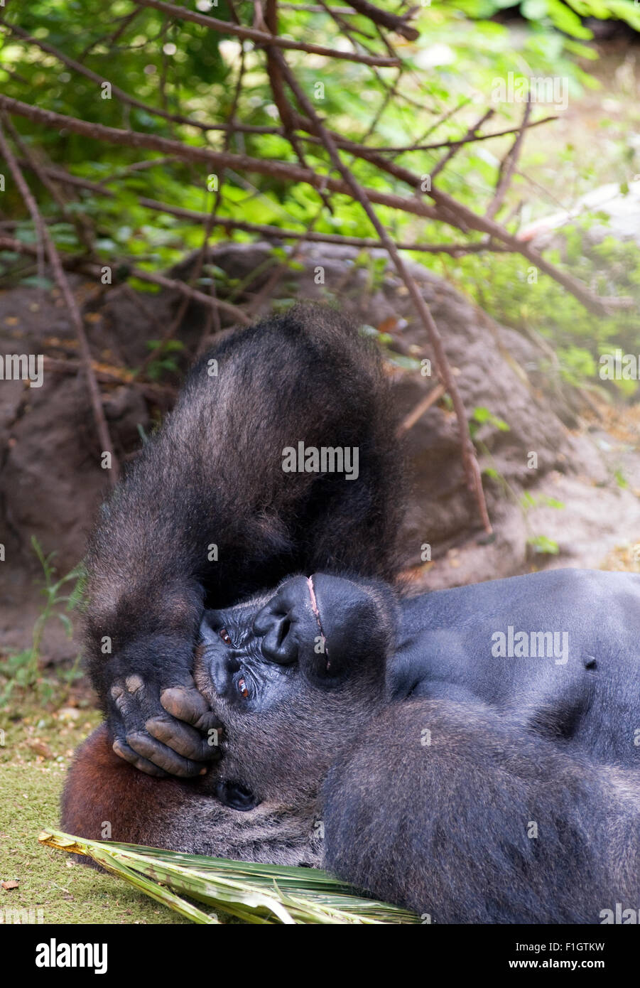 Bild eines Gorillas im freien Stockfoto