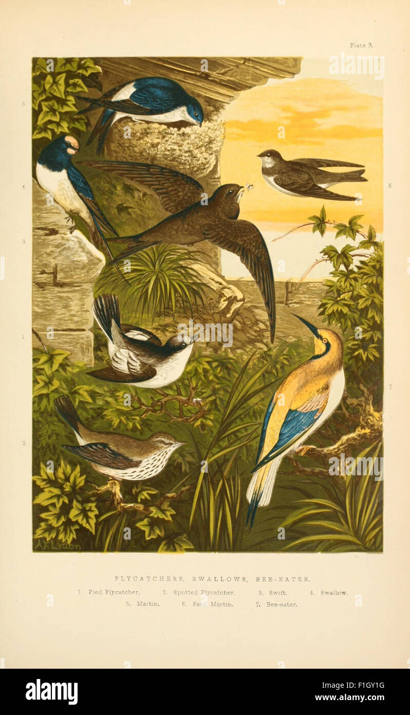 Ein historisches und illustriertes Buch über die kleineren Vogelarten Großbritanniens. Die Arbeit umfasst Skizzen von Vögeln, Nestern und Eiern mit Verweisen auf wissenschaftliche Klassifizierung. Sie bietet einen detaillierten Einblick in die Vogelfauna Großbritanniens während des frühen 20. Jahrhunderts. Stockfoto