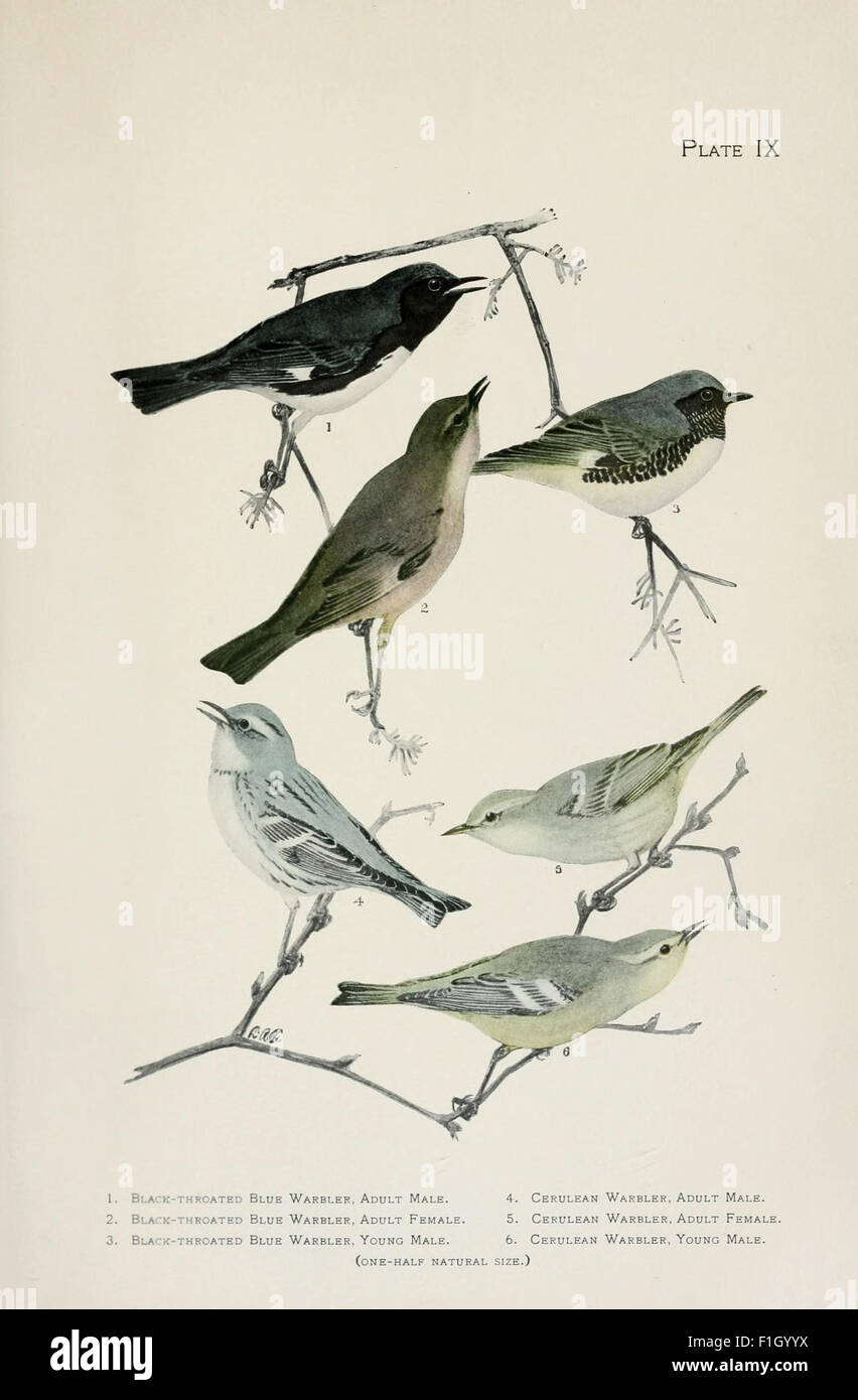 „The Warblers of North America“ bietet eine detaillierte Untersuchung verschiedener Arten von Holzknüpfern, die in Nordamerika vorkommen. Das Werk enthält Illustrationen und Beschreibungen, die für Vogelbeobachter und Ornithologen von wesentlicher Bedeutung sind. Stockfoto