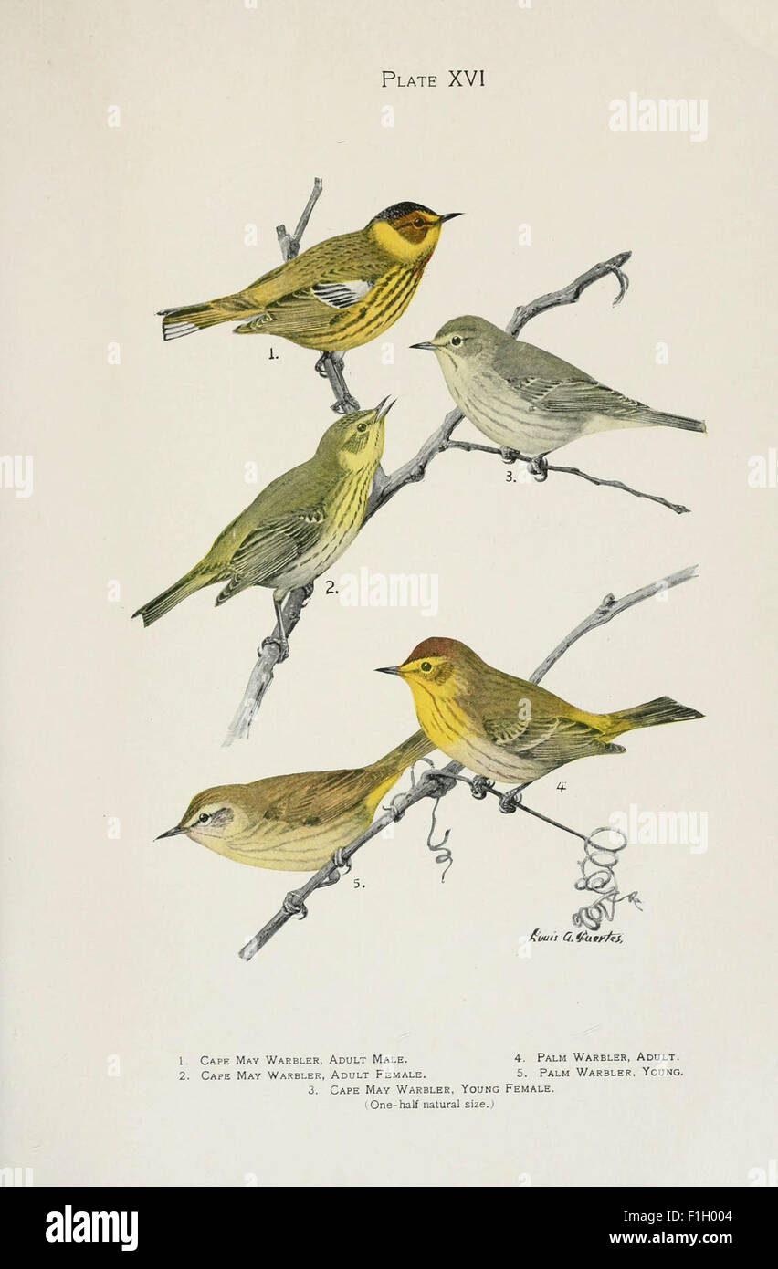 *The Warblers of North America* ist ein Werk, das die Arten von Warblers dokumentiert, die in Nordamerika gefunden werden. Es enthält Illustrationen und Beschreibungen dieser kleinen Singvögel. Stockfoto