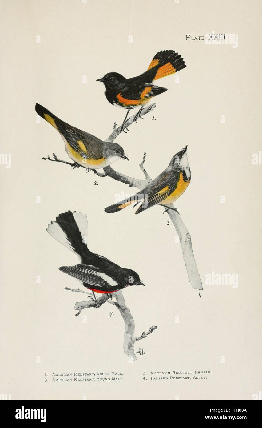 Eine detaillierte Studie über die Warblers Nordamerikas, in der verschiedene Arten von Holzfressern hervorgehoben werden, die im American Museum of Natural History Library aufbewahrt wurden, mit Illustrationen und Beschreibungen dieser Vögel. Stockfoto