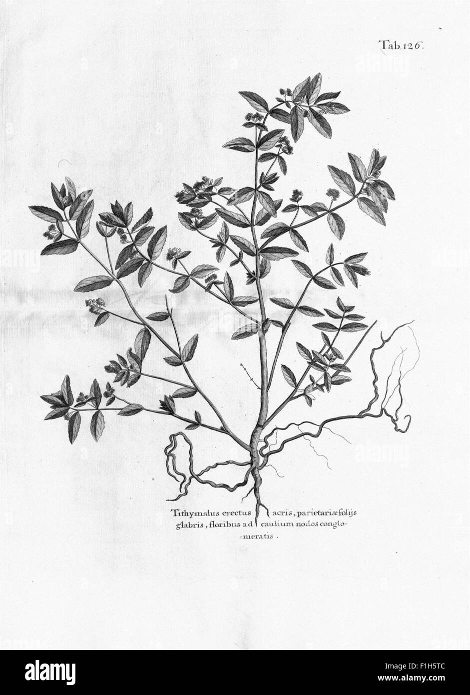 Dieser Reisebericht von 1707 beschreibt eine Reise zu verschiedenen karibischen Inseln, darunter Madeira, Barbados und Jamaika, und beschreibt ihre Naturgeschichte, Pflanzen und frühe Kolonialbegegnungen mit Gravuren und botanischen Notizen. Stockfoto