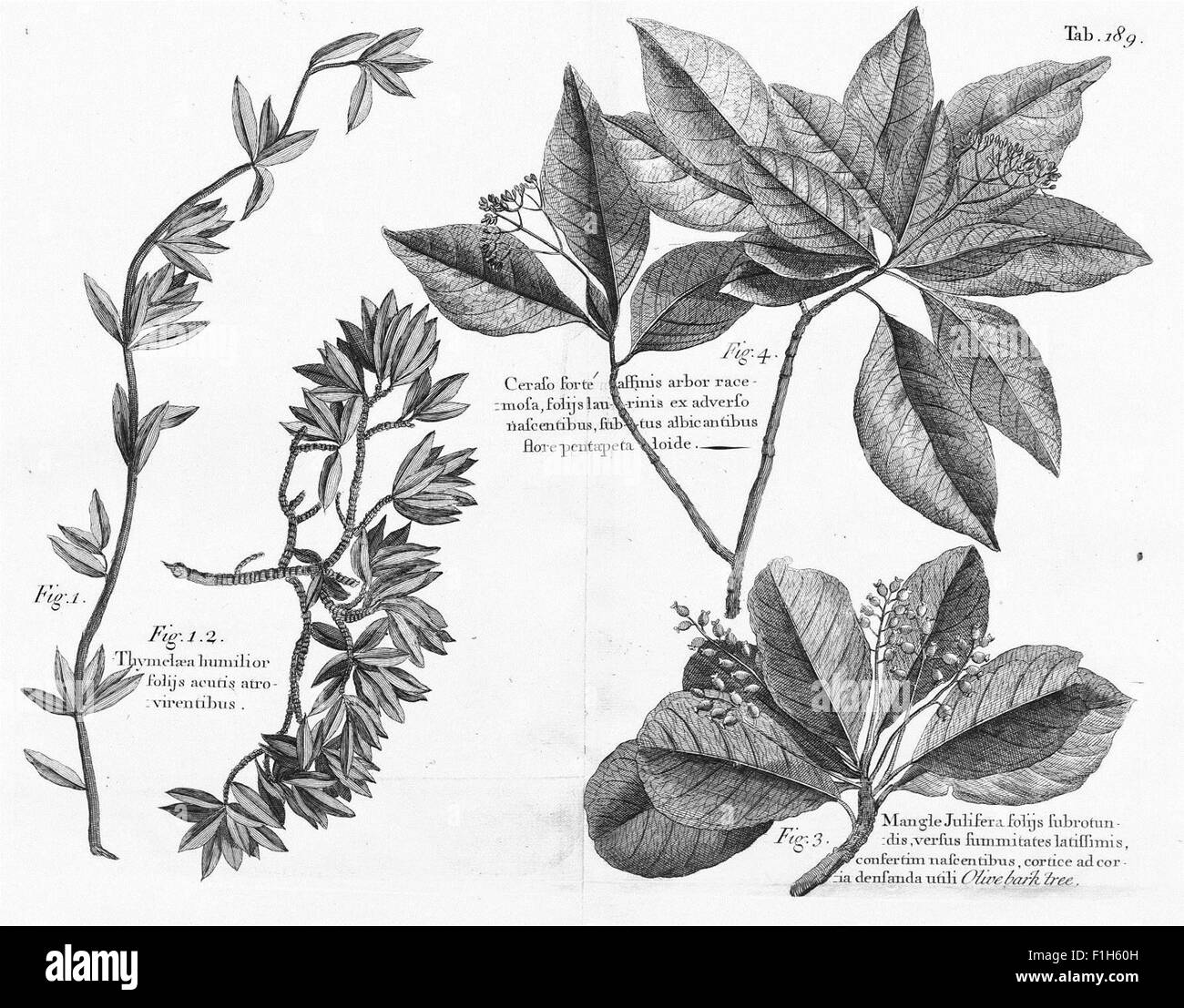 Dieses Reisekonto für 1707 zeigt eine Reise zu verschiedenen karibischen Inseln, einschließlich Madeira, Barbados und Jamaika. Der Text enthält geographische Beschreibungen, naturgeschichtliche Beobachtungen und botanische Notizen aus der frühen Erforschung dieser Regionen. Gravuren und Karten begleiten die Beschreibungen der Flora und Fauna der Inseln. Stockfoto