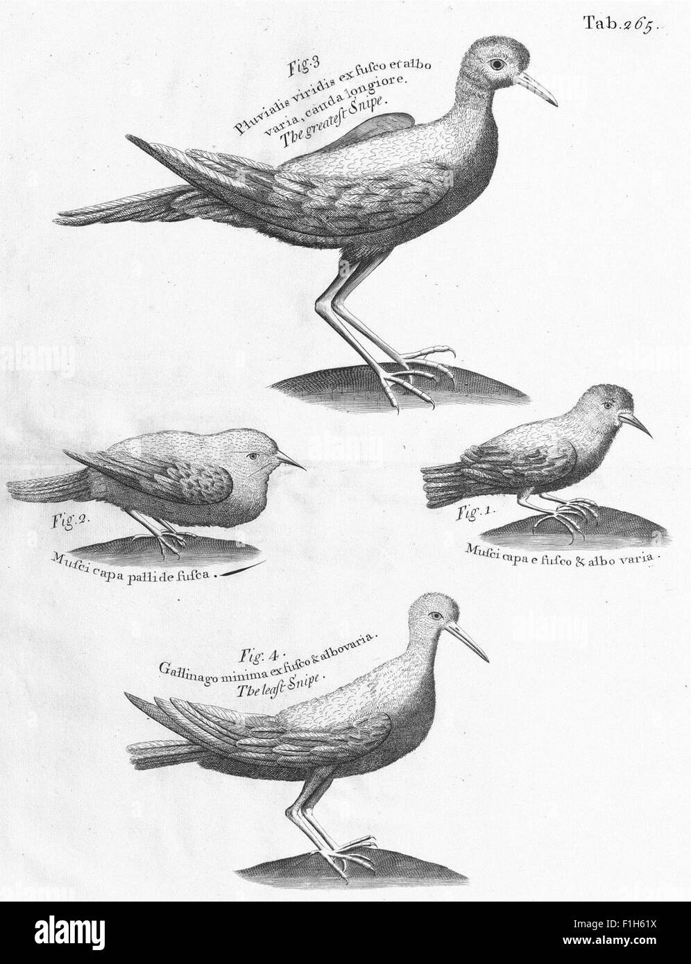 Dieser Reisebericht von 1707 bietet detaillierte Beschreibungen der Inseln Madeira, Barbados und Jamaika mit Schwerpunkt auf ihrer Flora, Naturgeschichte und frühen Kolonialbegegnungen, mit Gravuren und botanischen Notizen. Stockfoto