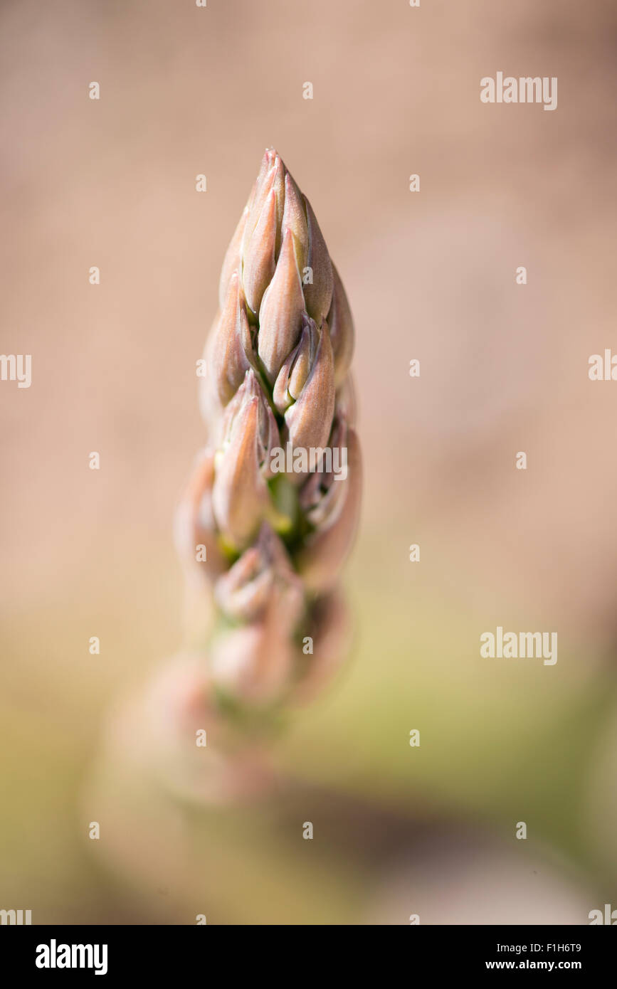 Extreme Nahaufnahme des grünen Spargel wächst in Gemüse Garten Stockfoto