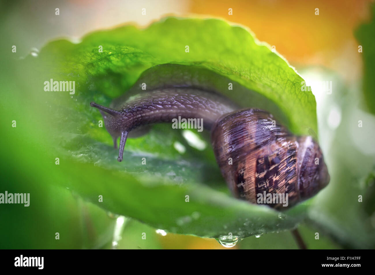 Schnecke, die Fütterung im taufrischen Blatt Stockfoto