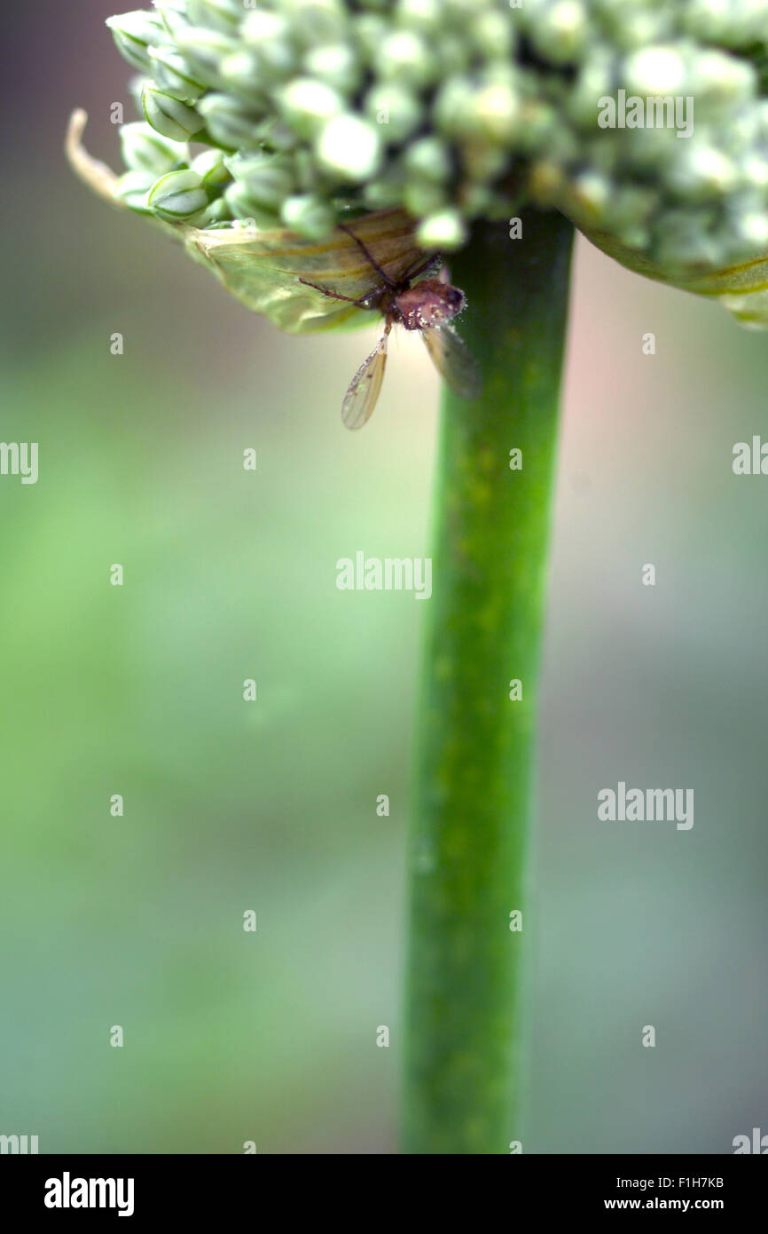 Fliegen Sie mit Allium seedhead Stockfoto