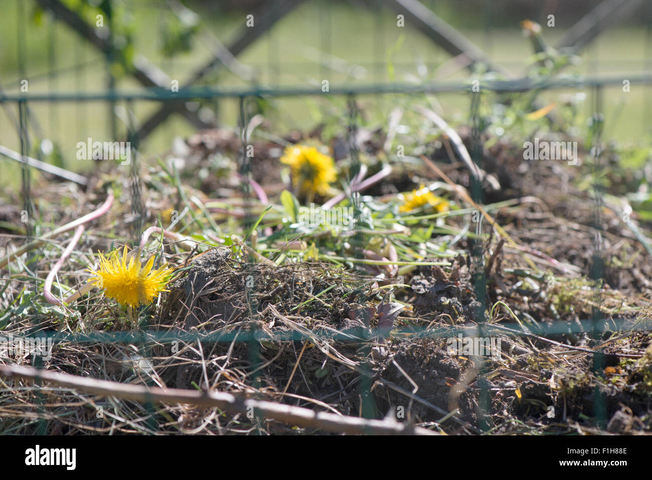 Nahaufnahme von Kompost im Garten voller pflanzlicher Abfälle Stockfoto