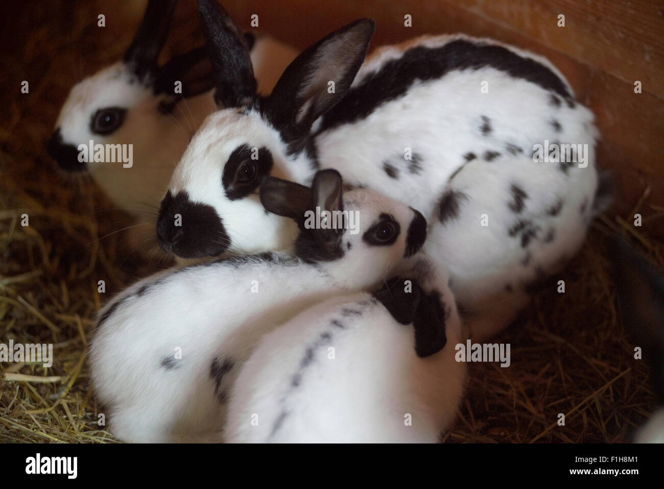Süße schwarze und weiße Kaninchen / Hasen Stockfoto