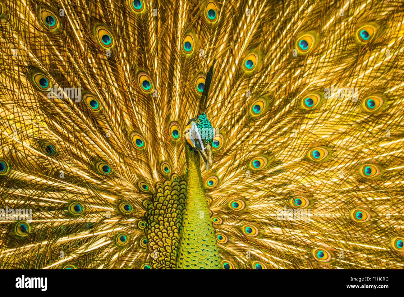 Porträt der schönen Pfau mit Federn Stockfoto