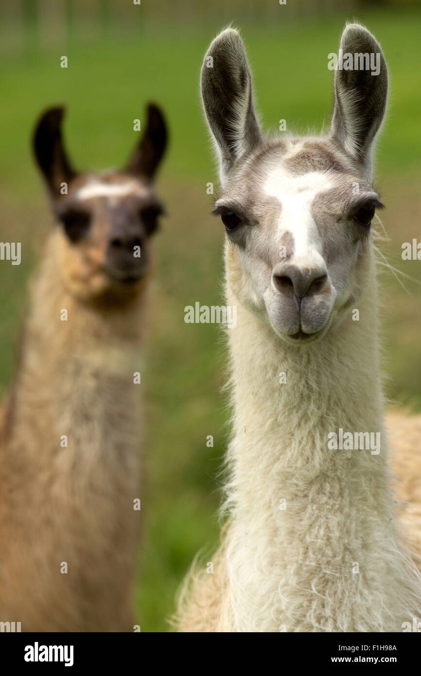 Lamas / südamerikanische Tiere Stockfoto