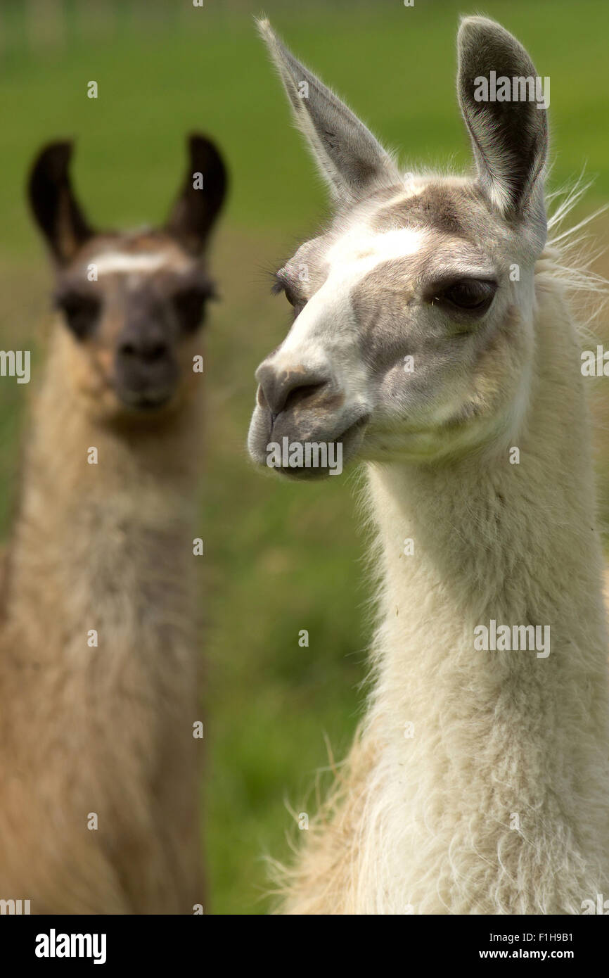 Lamas / südamerikanische Tiere Stockfoto