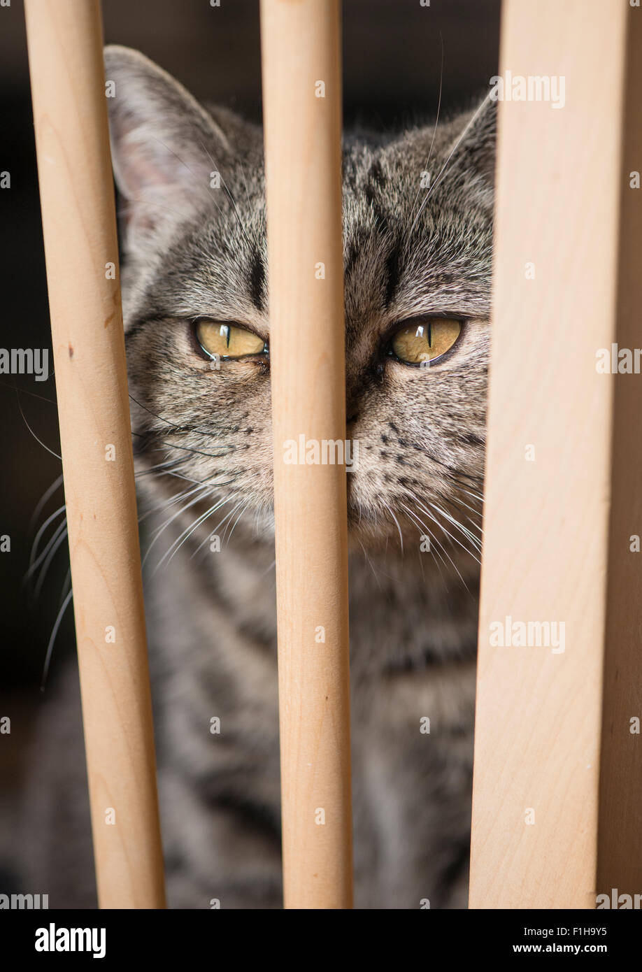 Britisch Kurzhaarkatze sitzend auf Stuhl. Mit Konzentration und Entschlossenheit wegsehen. Stockfoto