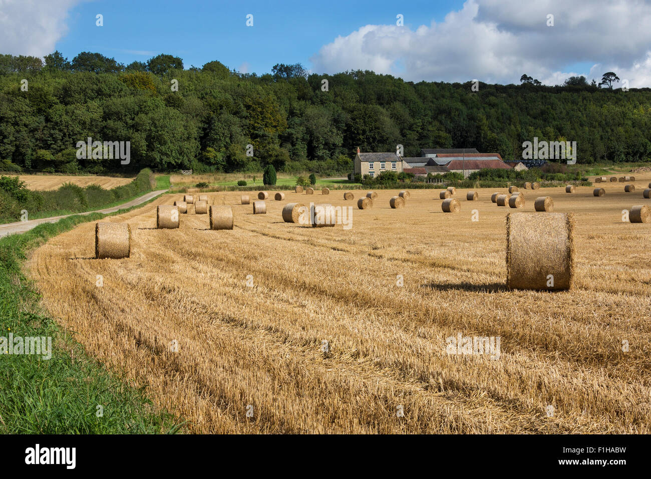 Landschaft von Yorkshire zur Erntezeit. Acker Ackerland in der Nähe von Hovingham in North Yorkshire im Norden Englands. Stockfoto