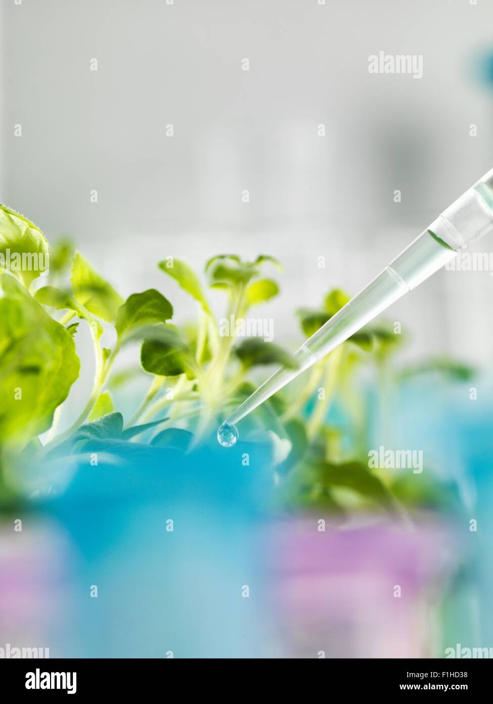 Pipettieren experimentelle Chemie in Labor Sämling Fach Stockfoto