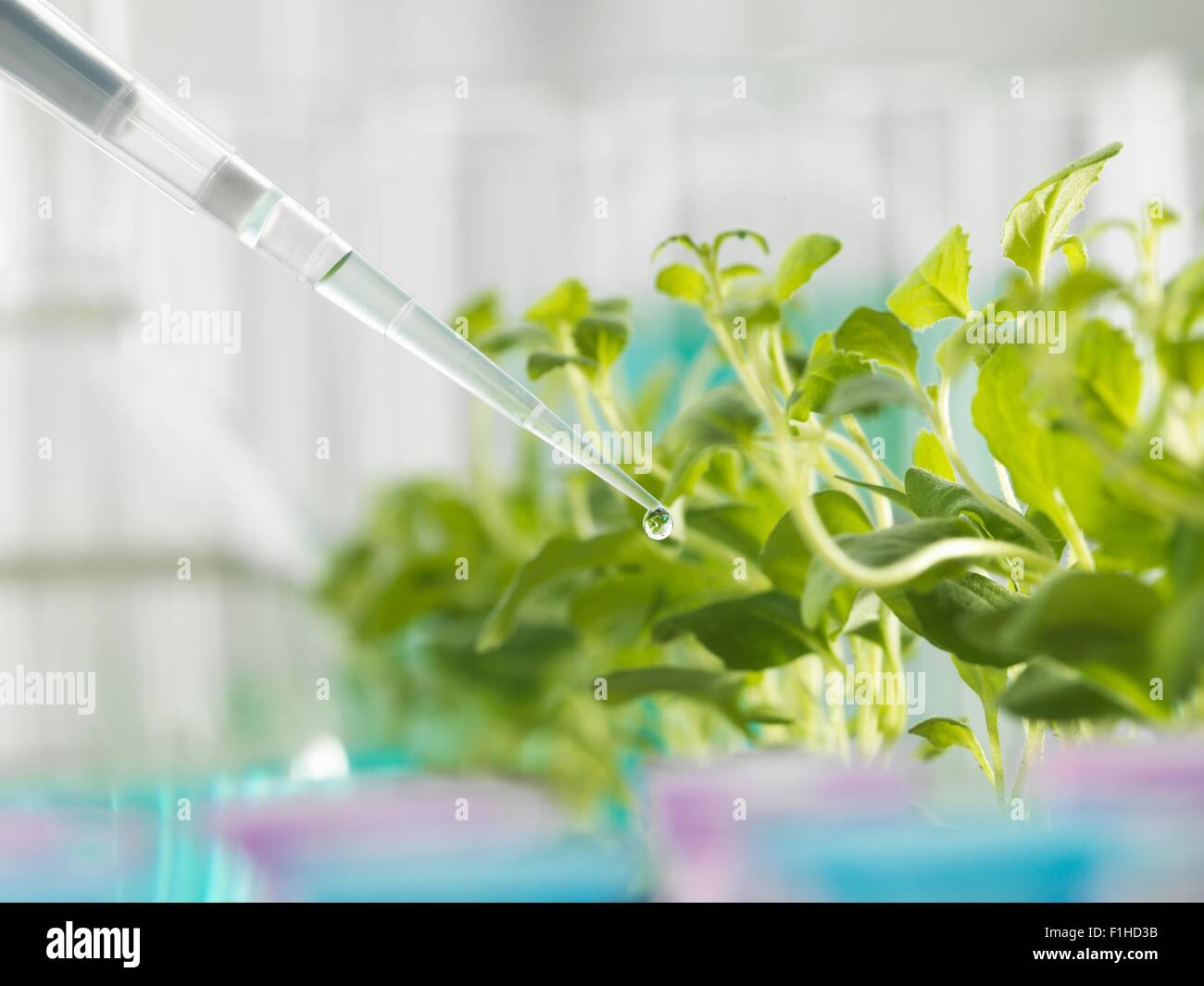 Nahaufnahme eines Pipettier experimentelle Chemie in Labor Sämling Fach Stockfoto