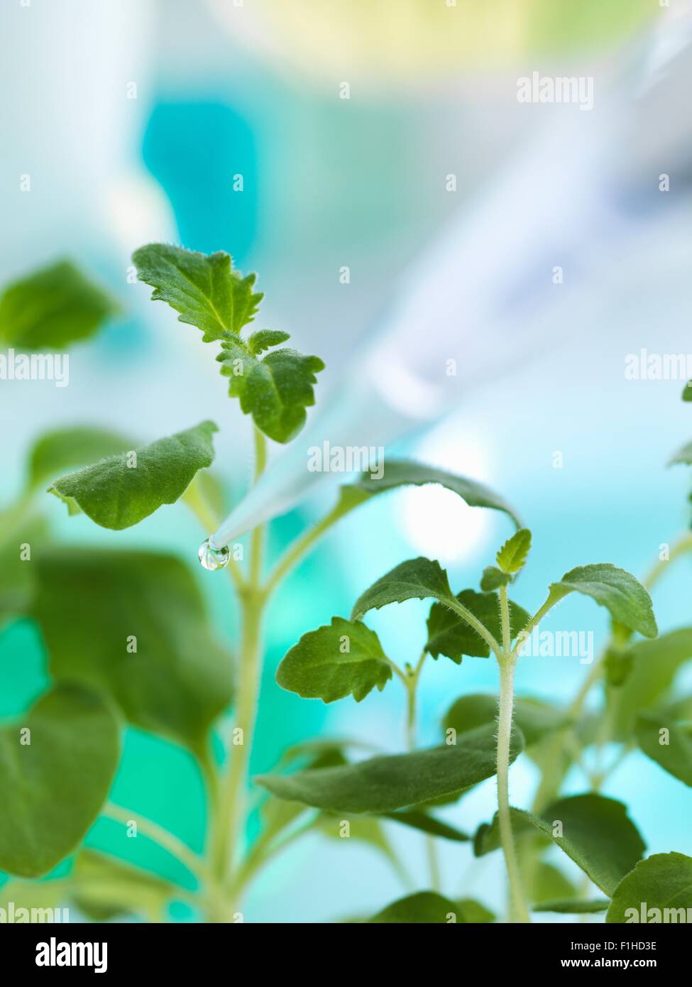 Pipettieren experimentelle Chemie auf Sämling im Labor Stockfoto